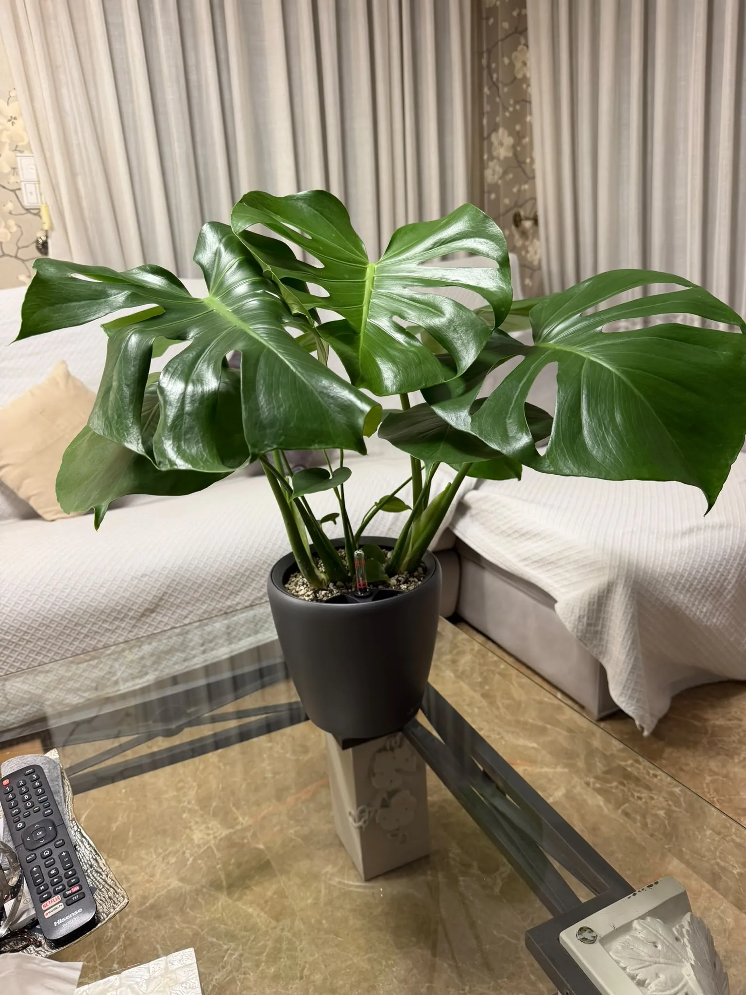 Monstera deliciosa en sustrato mineral y macetero con autorriego en un salón